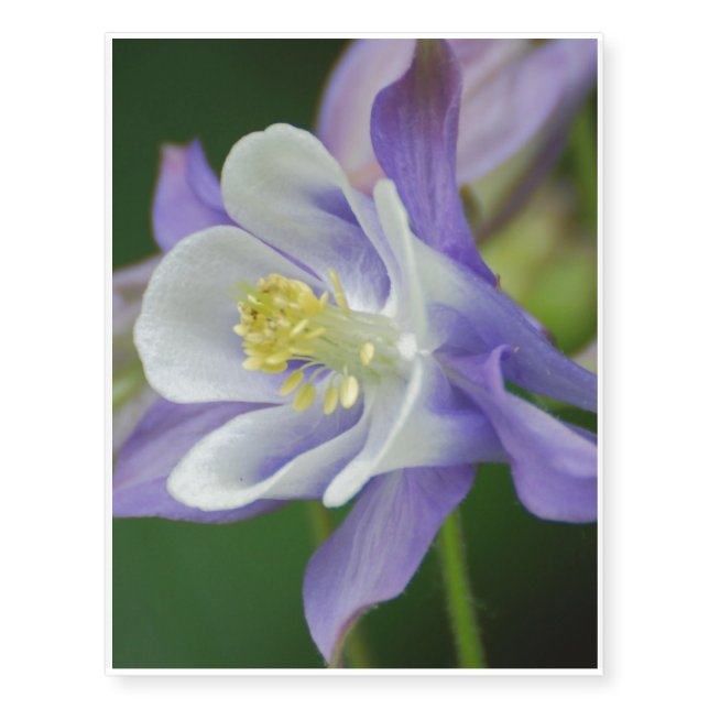 Pretty Columbine Flower Temporary Tattoos (Front)