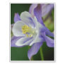 Pretty Columbine Flower Temporary Tattoos