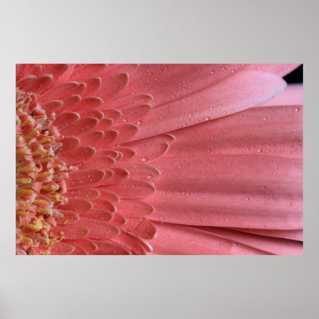 Pretty Coral Pink Gerbera Daisy Poster (Front)