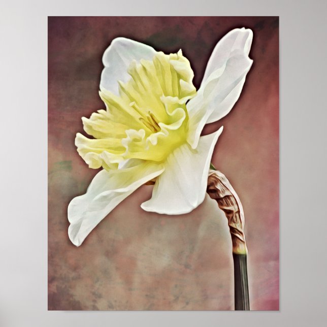 Pretty Daffodil Flower Photographic Art Print (Front)