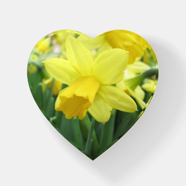 Pretty Daffodil Paperweight (Front)