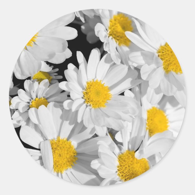 Pretty Daisies Classic Round Sticker (Front)