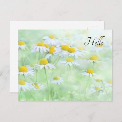 Pretty Daisies in a Field Photograph Postcard
