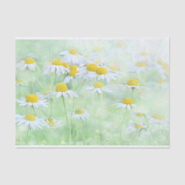 Pretty Daisies in a Field Photograph Tissue Paper (Front)