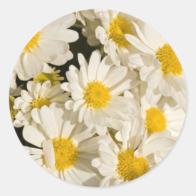 Pretty Daisies Stickers (Front)