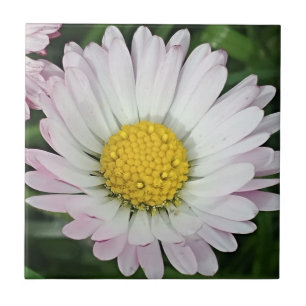 Pretty daisy ceramic tile