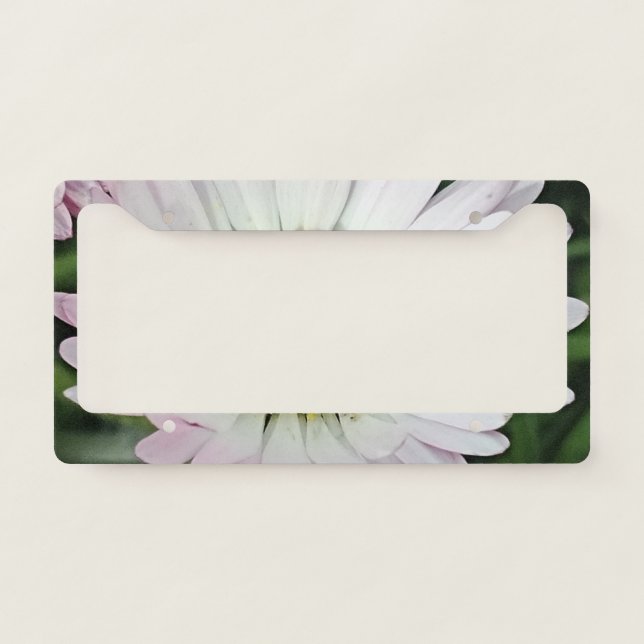 Pretty daisy license plate frame (Front)