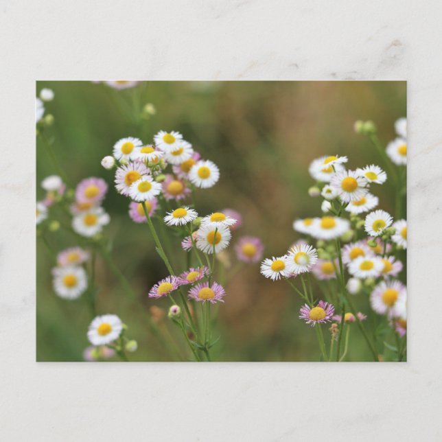 Pretty Daisy Postcard (Front)