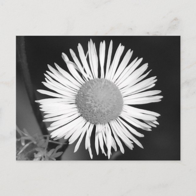 Pretty Daisy Postcard (Front)