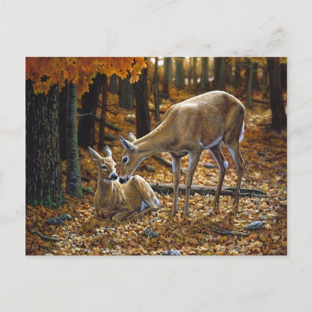 Pretty Deer and Fawn Autumn Leaves Postcard (Front)