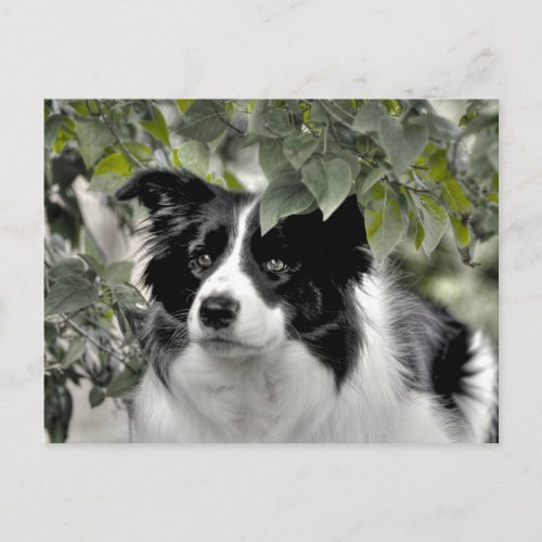 Pretty Dog in Green Leafy Woodland Postcard