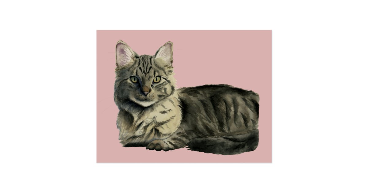 Pretty Domestic Medium Hair Kitty Cat Watercolor Postcard Zazzle Com