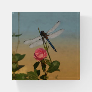 Pretty Dragonfly Paperweight