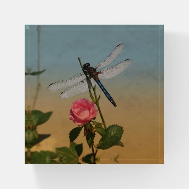 Pretty Dragonfly Paperweight (Front)