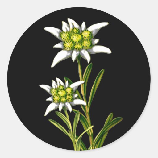 Pretty Edelweiss Stickers | Zazzle