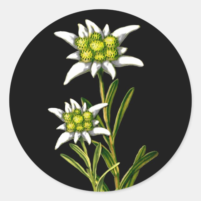 Pretty Edelweiss Stickers (Front)