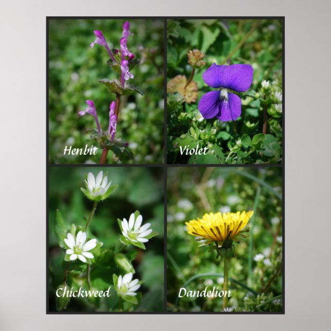 Pretty Edible Weeds poster (Front)