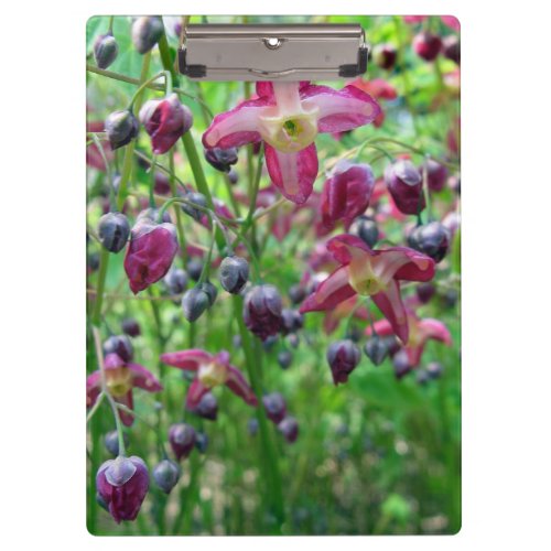 Pretty Epimedium Fairy Wings Flower Spring Photo Clipboard