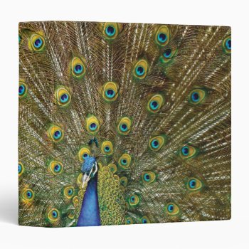Pretty Exotic Peacock Photo Planner Plain Binder by Charmalot at Zazzle