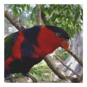 Pretty Face Rainbow Lorikeet, Faux Canvas Print