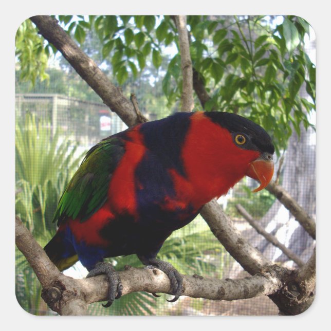 Pretty Face Rainbow Lorikeet, Square Sticker (Front)