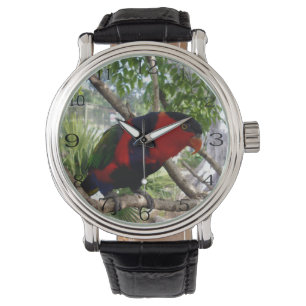 Pretty Face Rainbow Lorikeet, Watch