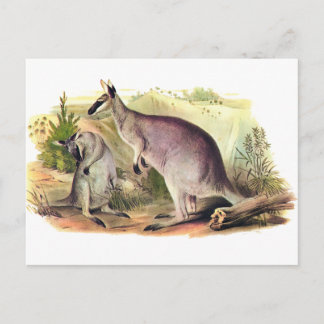 Pretty-faced Wallaby Postcard