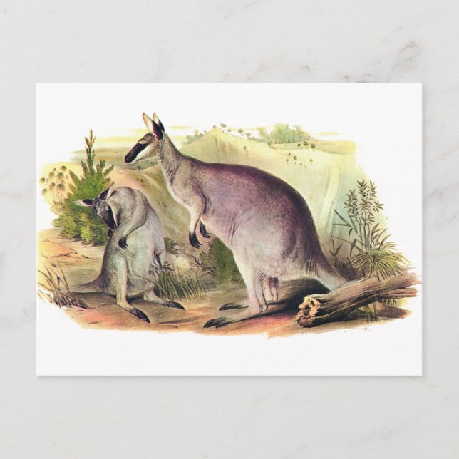 Pretty-faced Wallaby Postcard (Front)