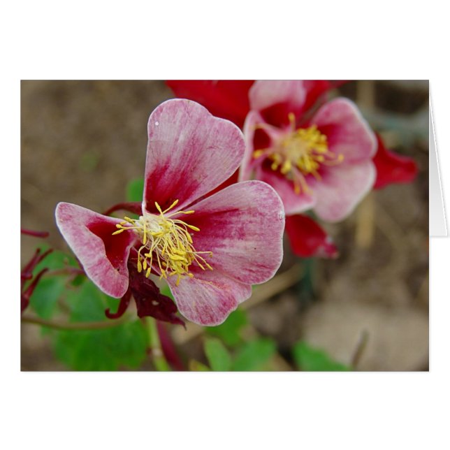 Pretty Flower Cards (Front Horizontal)