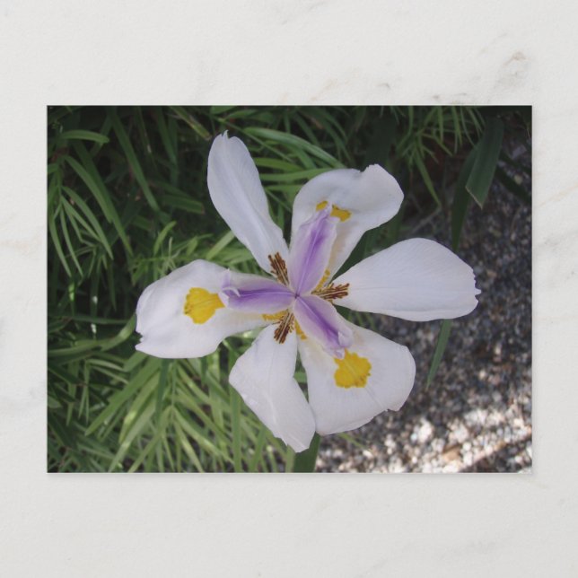 Pretty flower postcard (Front)