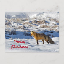 Pretty Fox Snow Photo Snow Photo Christmas