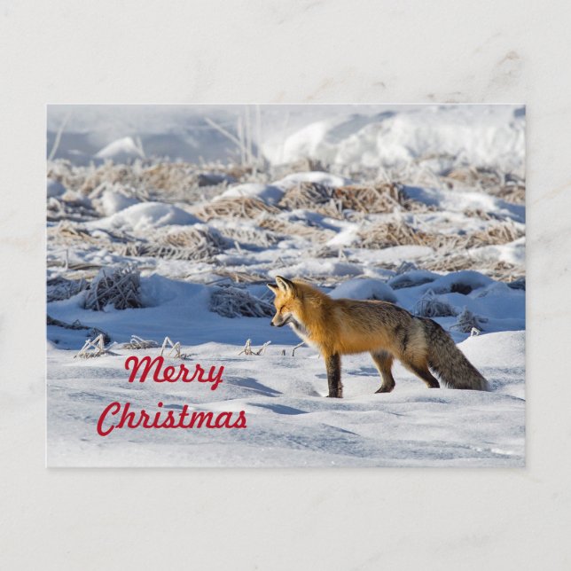 Pretty Fox Snow Photo Snow Photo Christmas Postcard (Front)