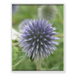 Pretty Globe Thistle Temporary Tattoos
