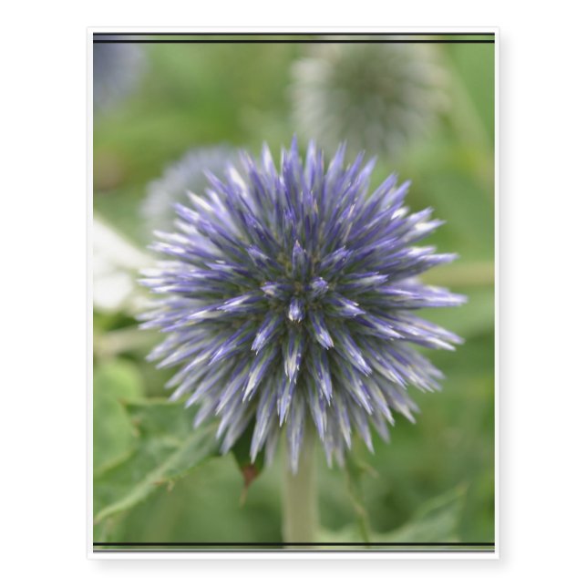 Pretty Globe Thistle Temporary Tattoos (Front)