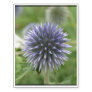 Pretty Globe Thistle Temporary Tattoos