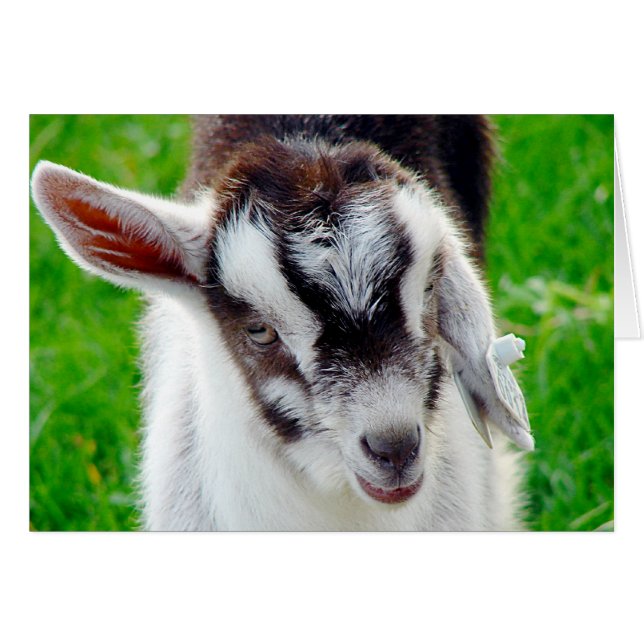 Pretty Goat Kid Cards (Front Horizontal)