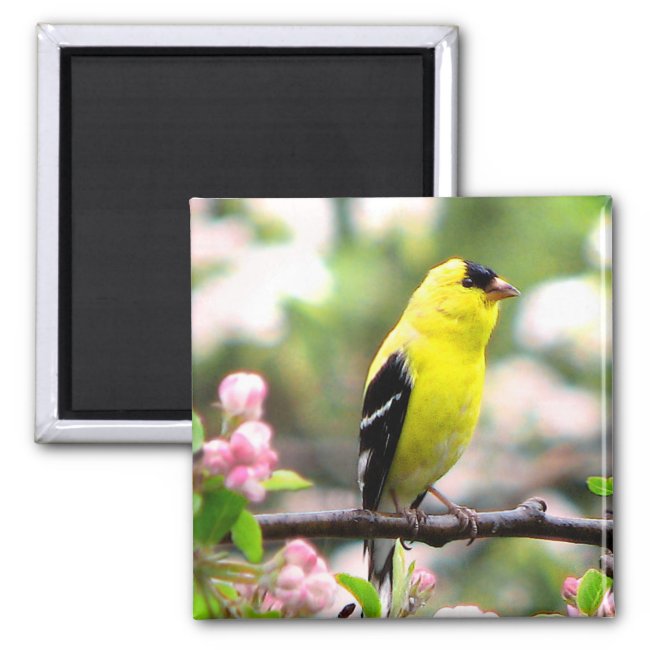 Pretty Goldfinch Bird with Pink Flowers Magner