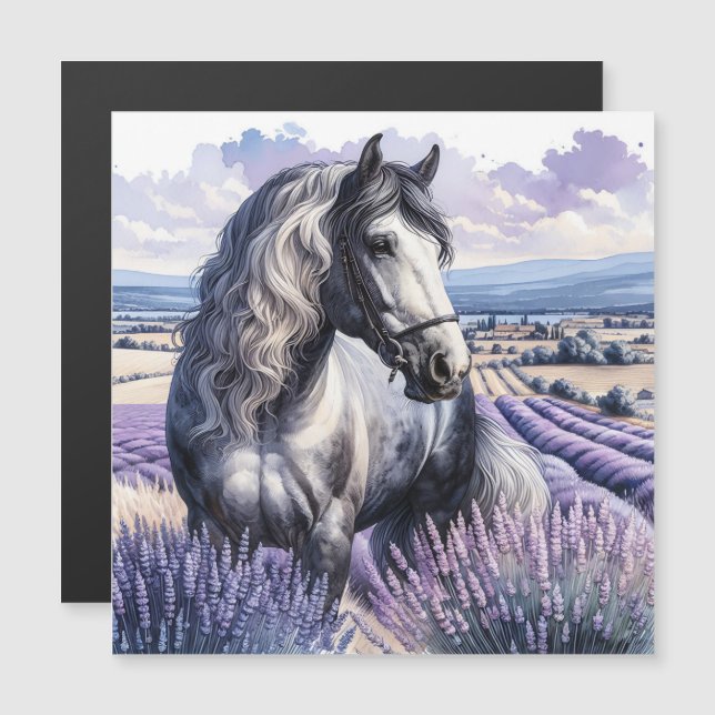 Pretty Gray Horse Standing in Lavender (Front/Back)