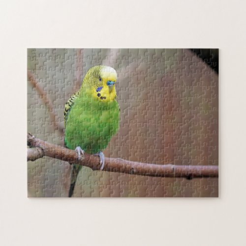 Pretty Green Budgie Photo Jigsaw Puzzle