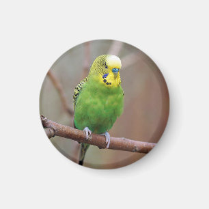 Pretty Green Budgie Photo Magnet