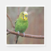 Pretty Green Budgie Photo