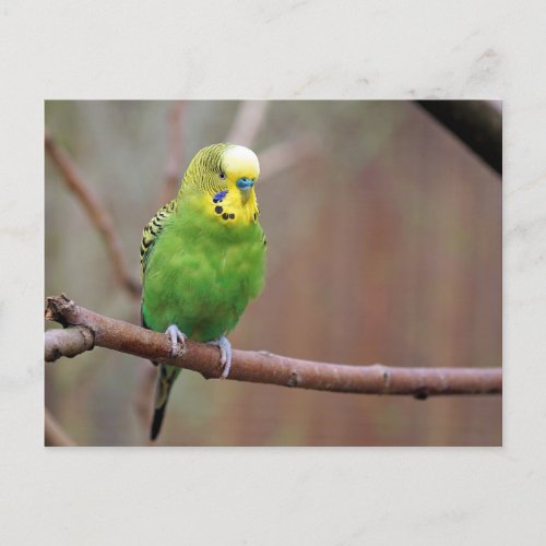 Pretty Green Budgie Photo Postcard