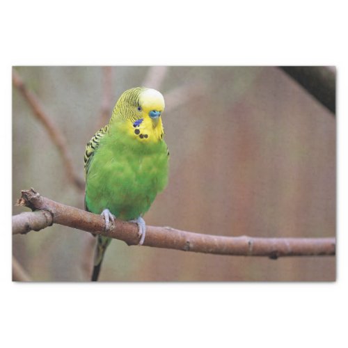 Pretty Green Budgie Photo Tissue Paper