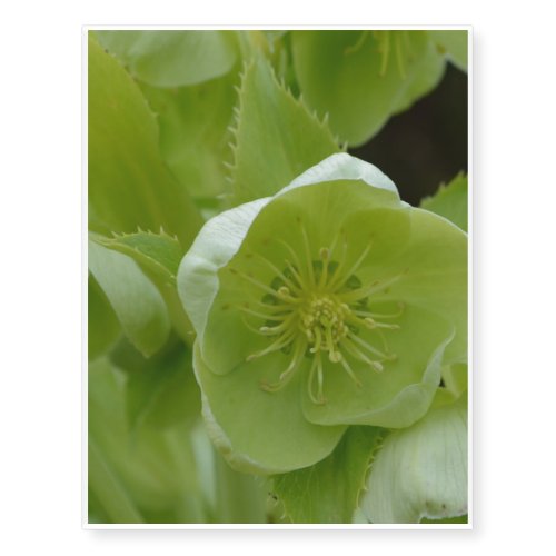 Pretty Green Helleborus Temporary Tattoos