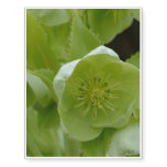 Pretty Green Helleborus Temporary Tattoos