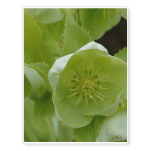 Pretty Green Helleborus Temporary Tattoos