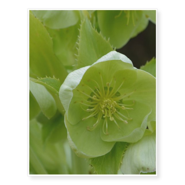 Pretty Green Helleborus Temporary Tattoos (Front)