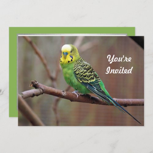Pretty Green Parakeet Photo Birthday Invitation