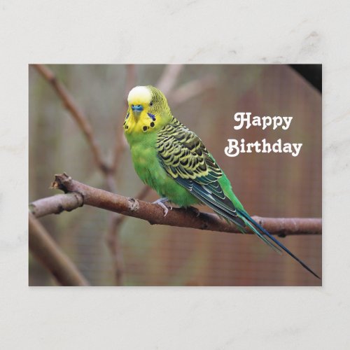 Pretty Green Parakeet Photo Birthday Postcard