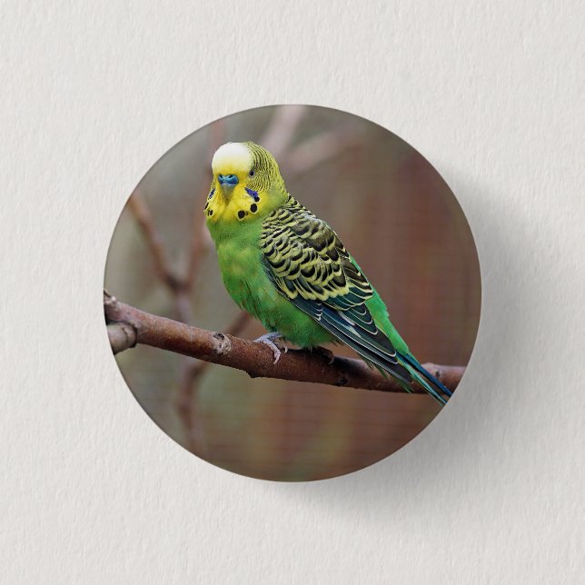 Pretty Green Parakeet Photo Button (Front)
